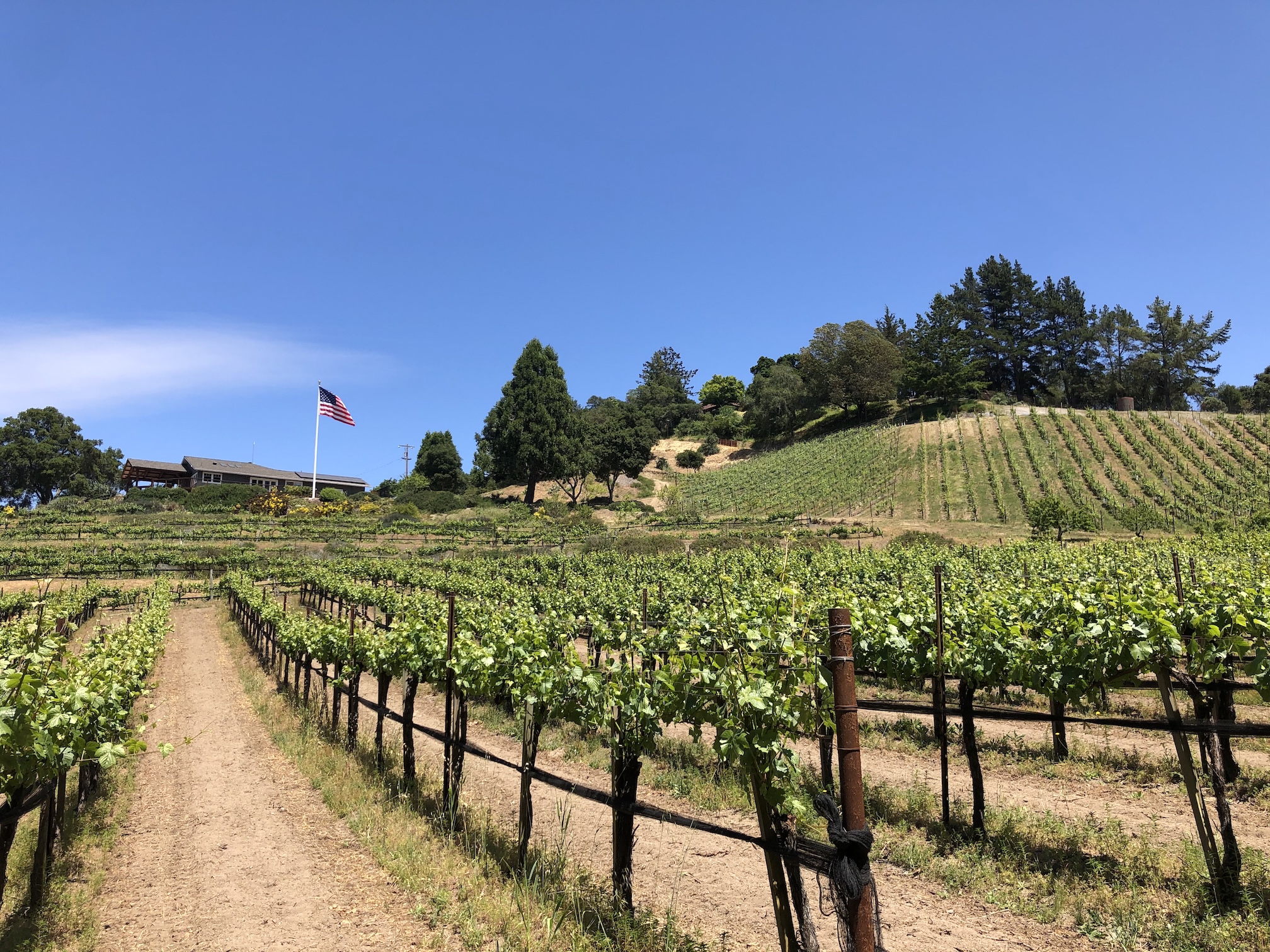 Estate vineyard rows at Ferrari Ranch, Corralitos, Santa Cruz Mountains